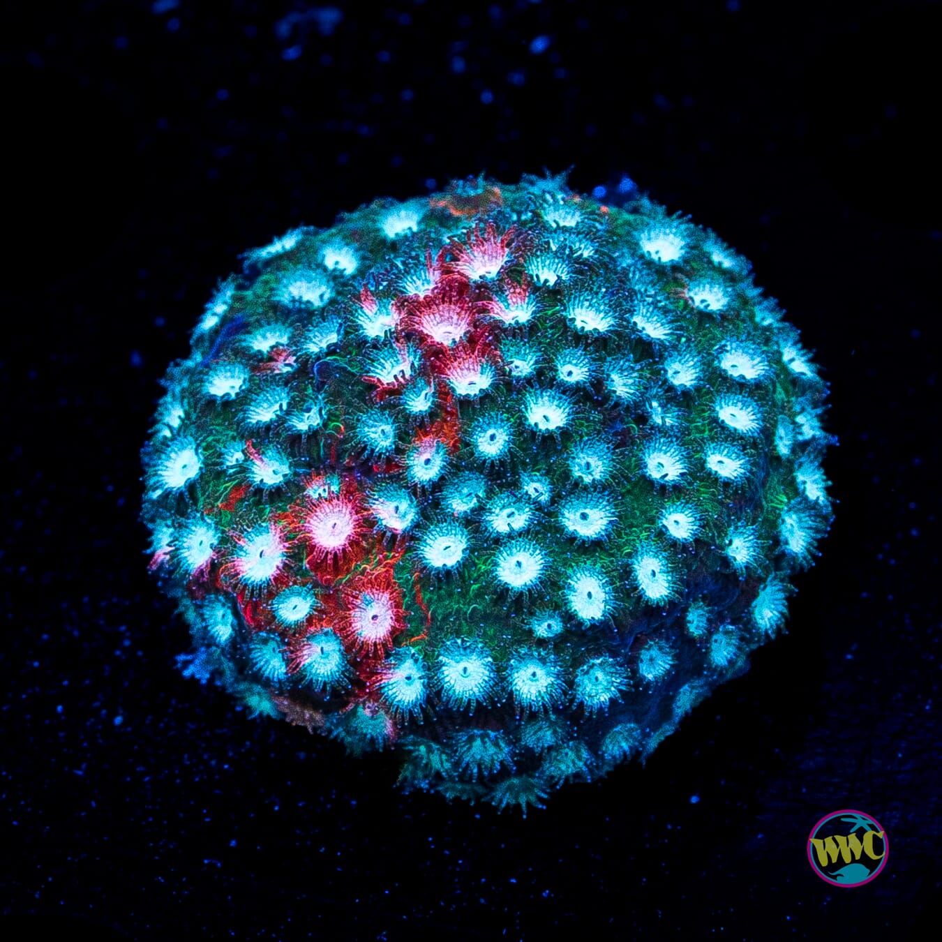 Jason Fox Fender Bender Cyphastrea