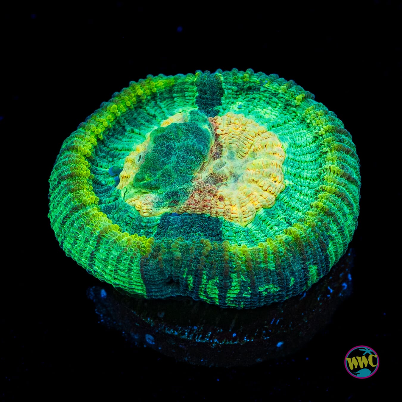 WWC Sunny Side Favia