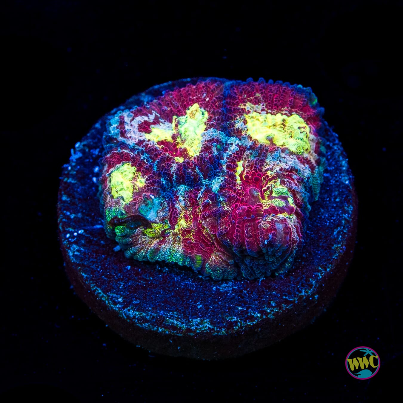 WWC Diversity Favia