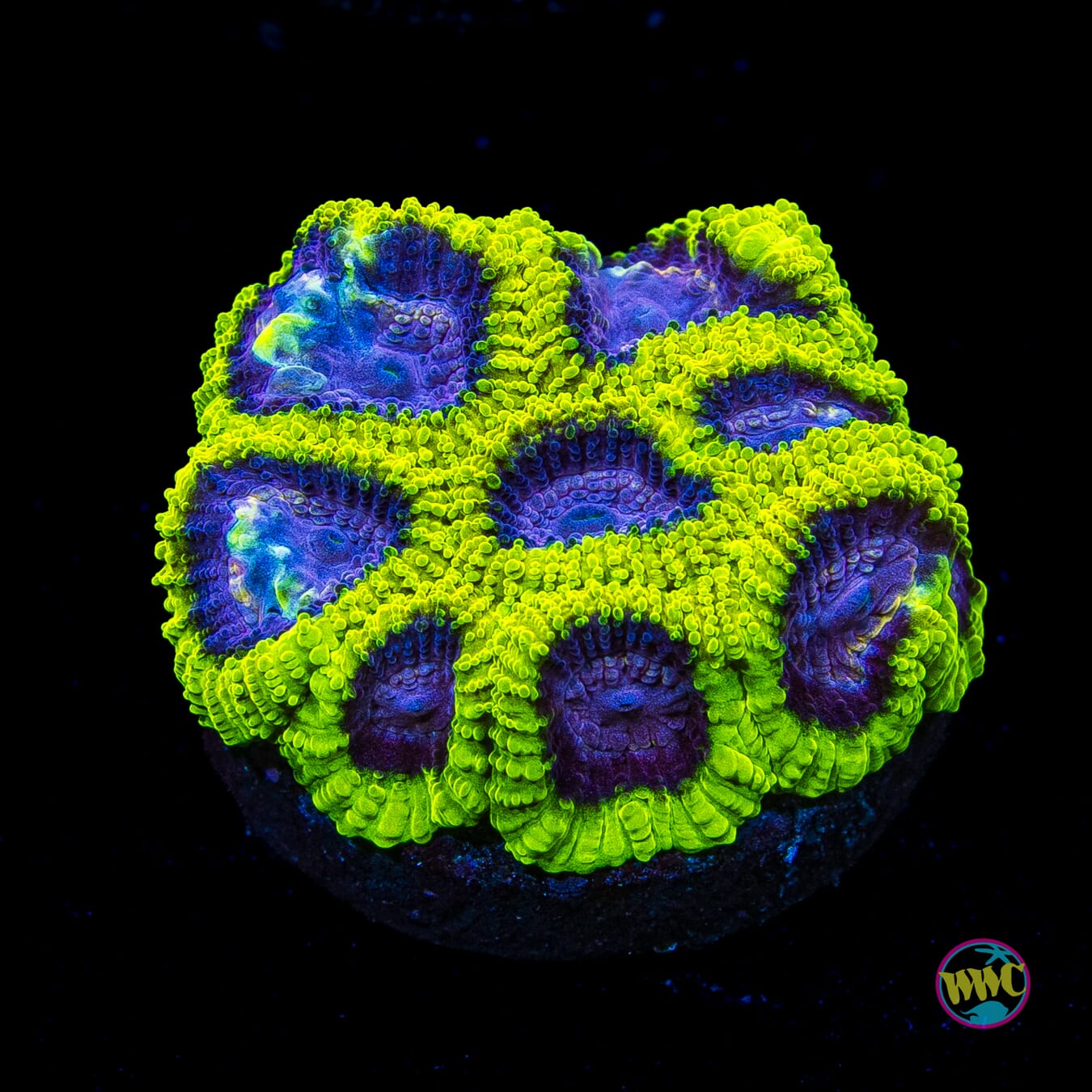 WWC Space Monkey Favia