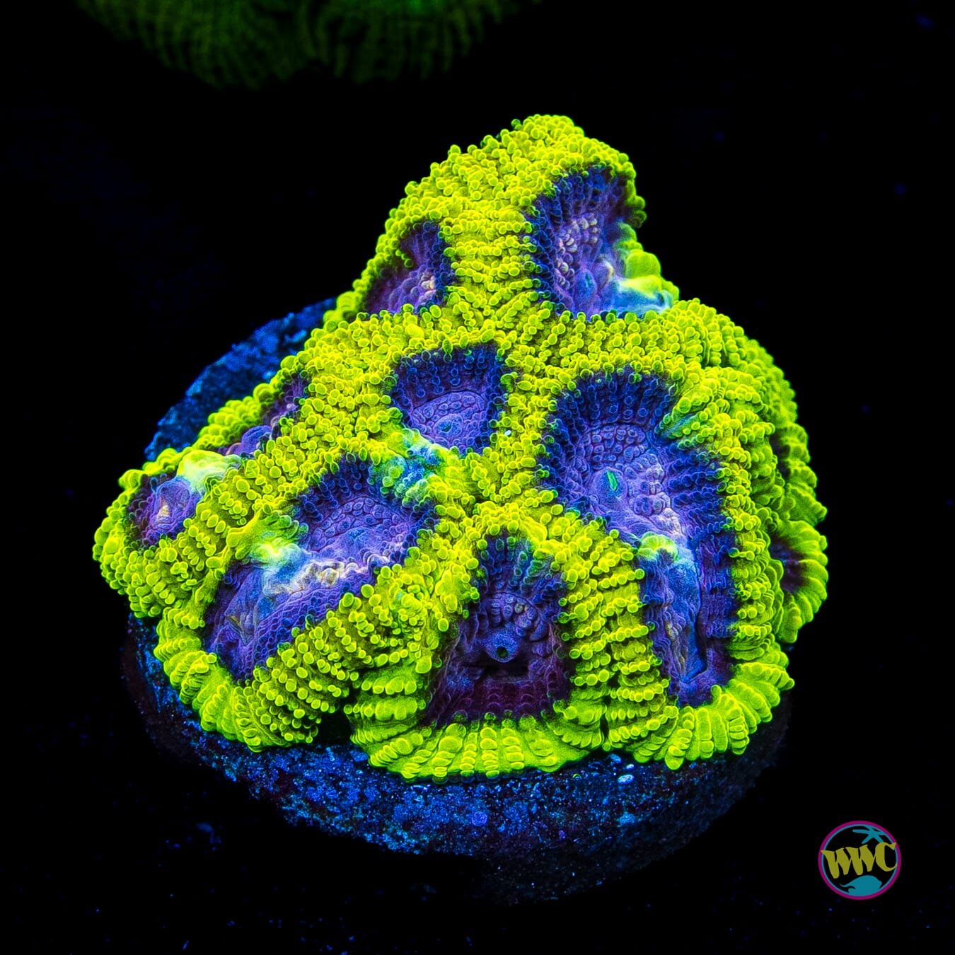 WWC Space Monkey Favia