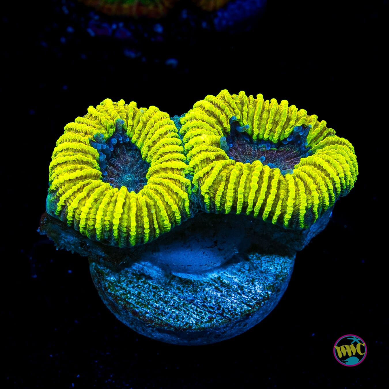 Mayan Moon Favia