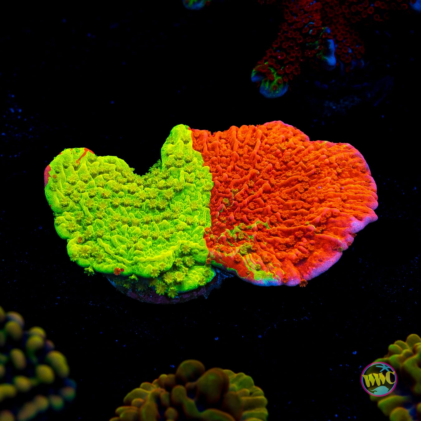 WWC Jaw Breaker Grafted Montipora