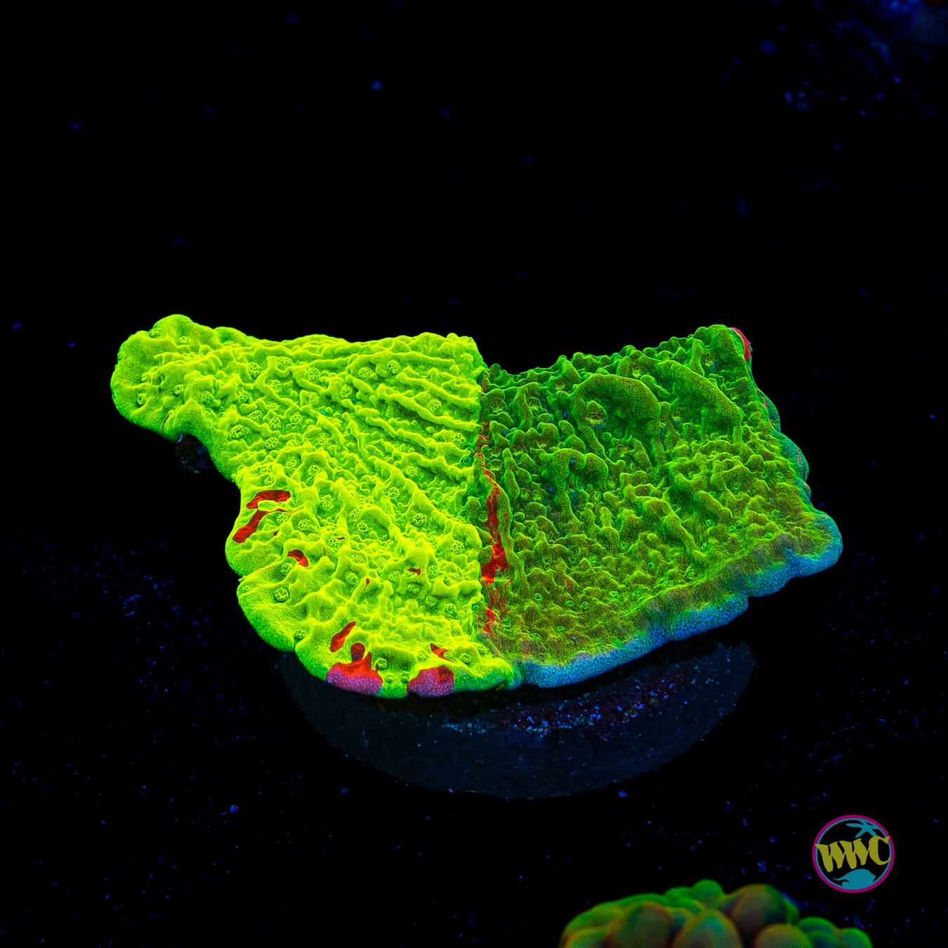 WWC Triple Threat Grafted Montipora