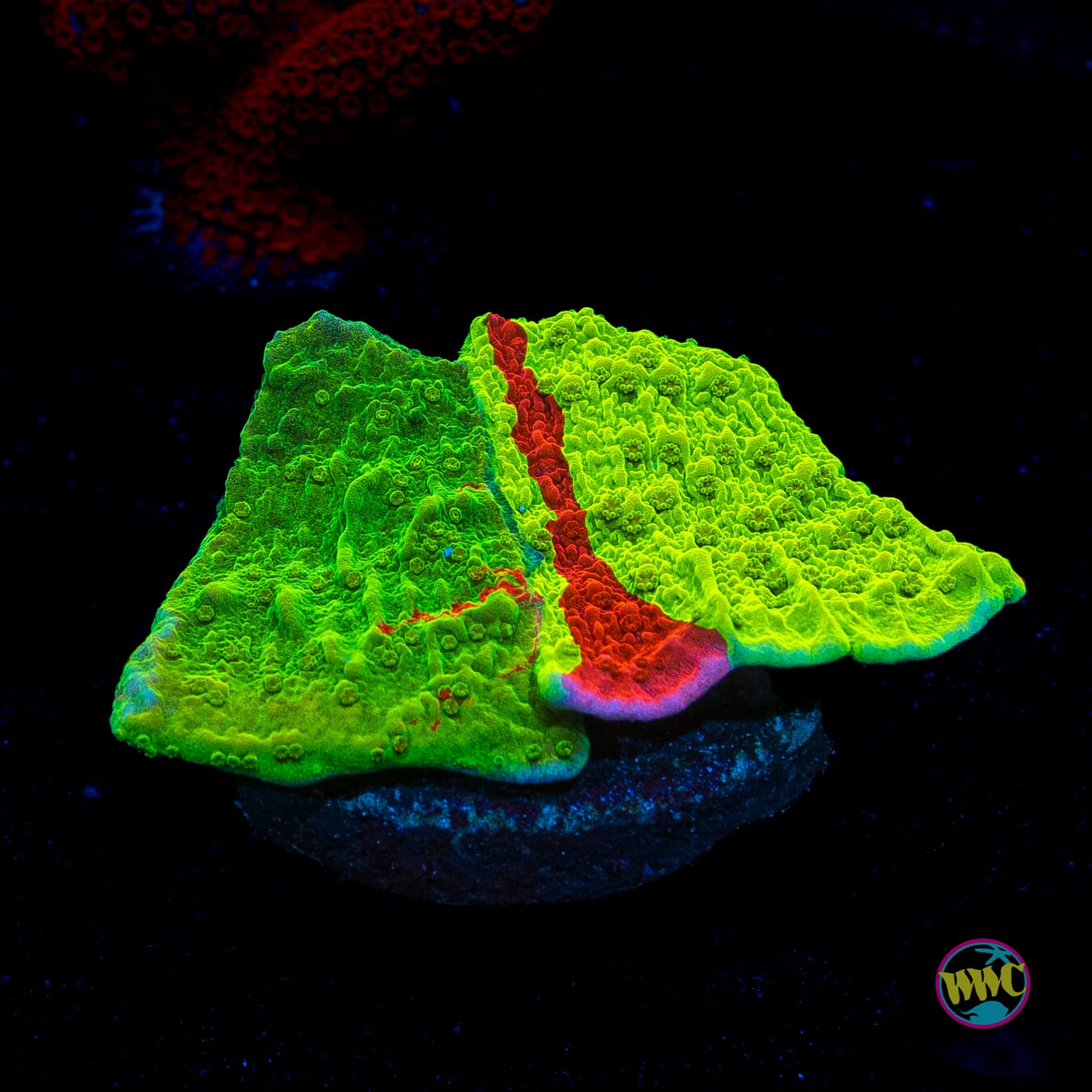 WWC Triple Threat Grafted Montipora