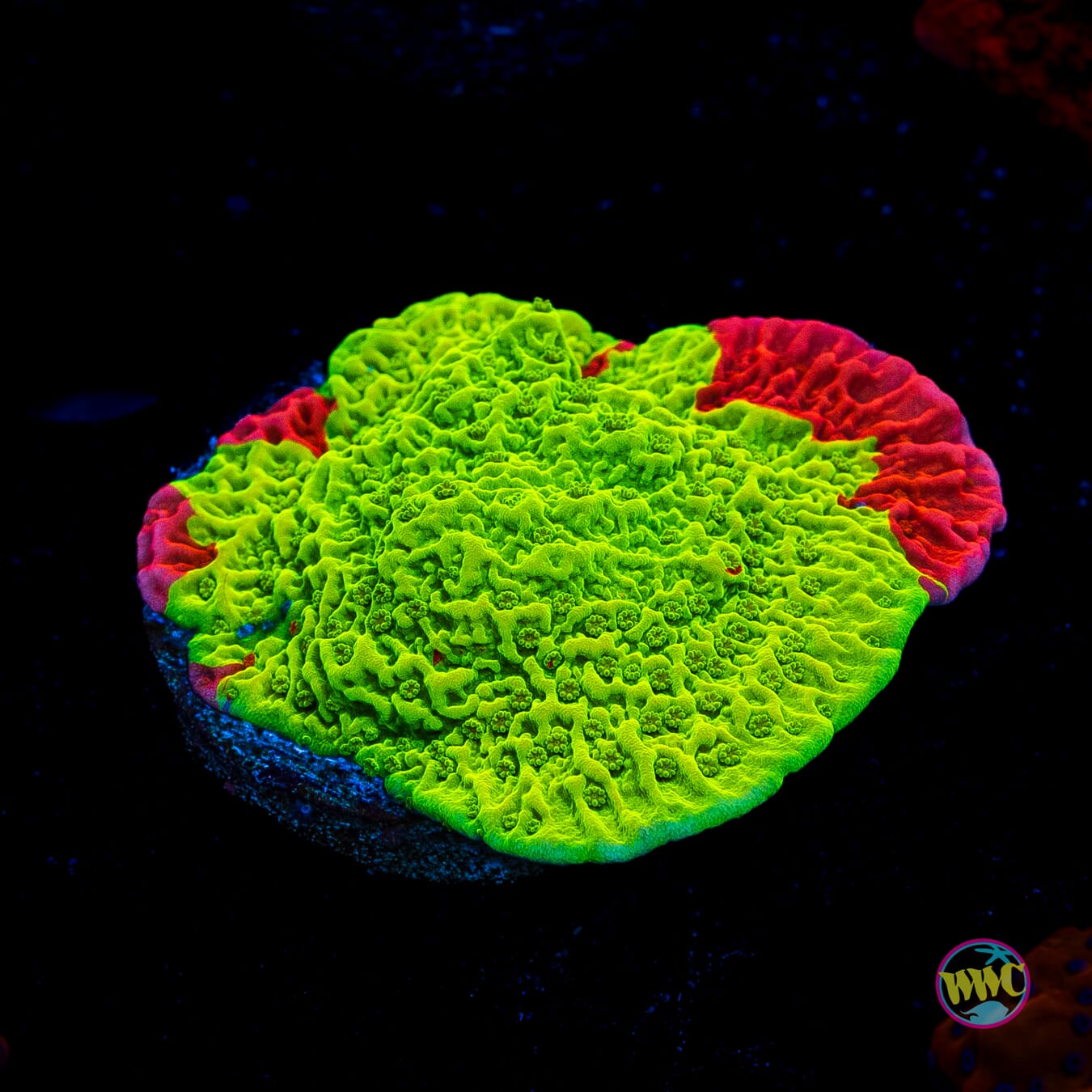 WWC Jaw Breaker Grafted Montipora