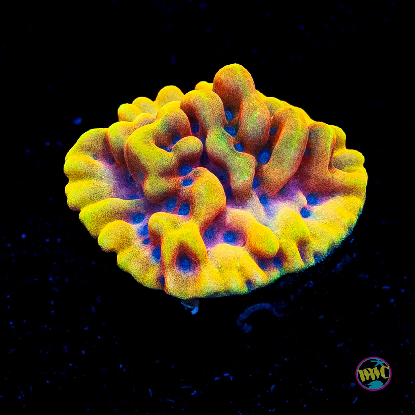 RR Crazy T Montipora