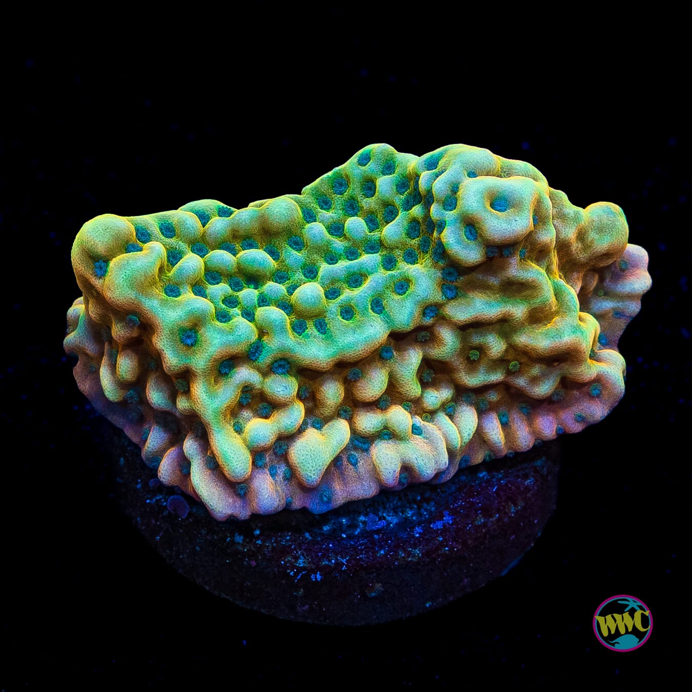 Jason Fox Beach Bum Montipora
