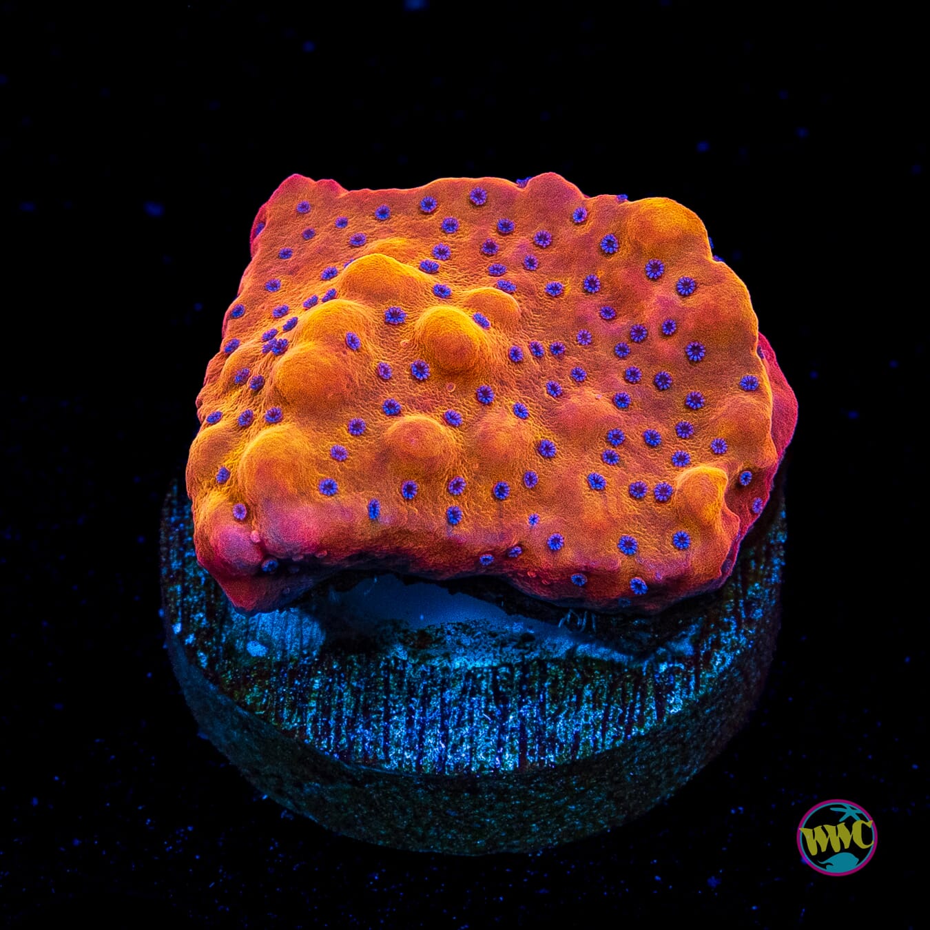 WWC Fire Mage Montipora