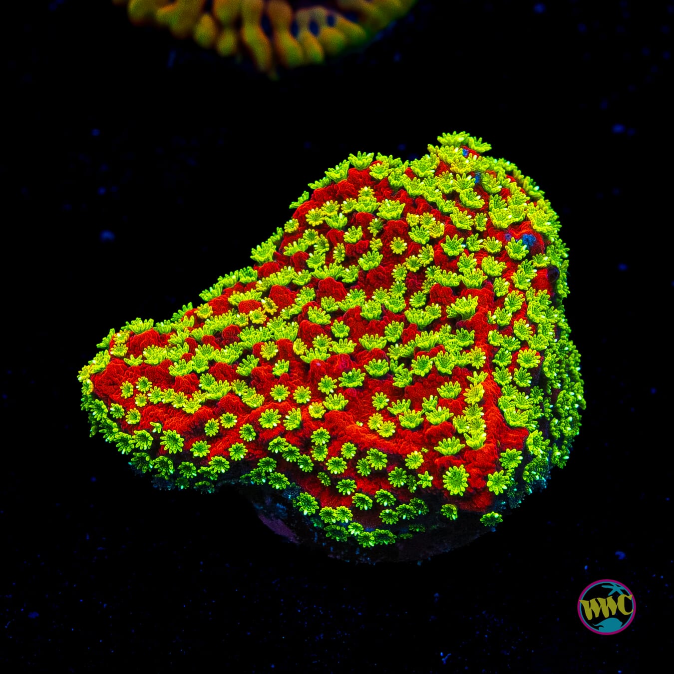 Sunset Montipora
