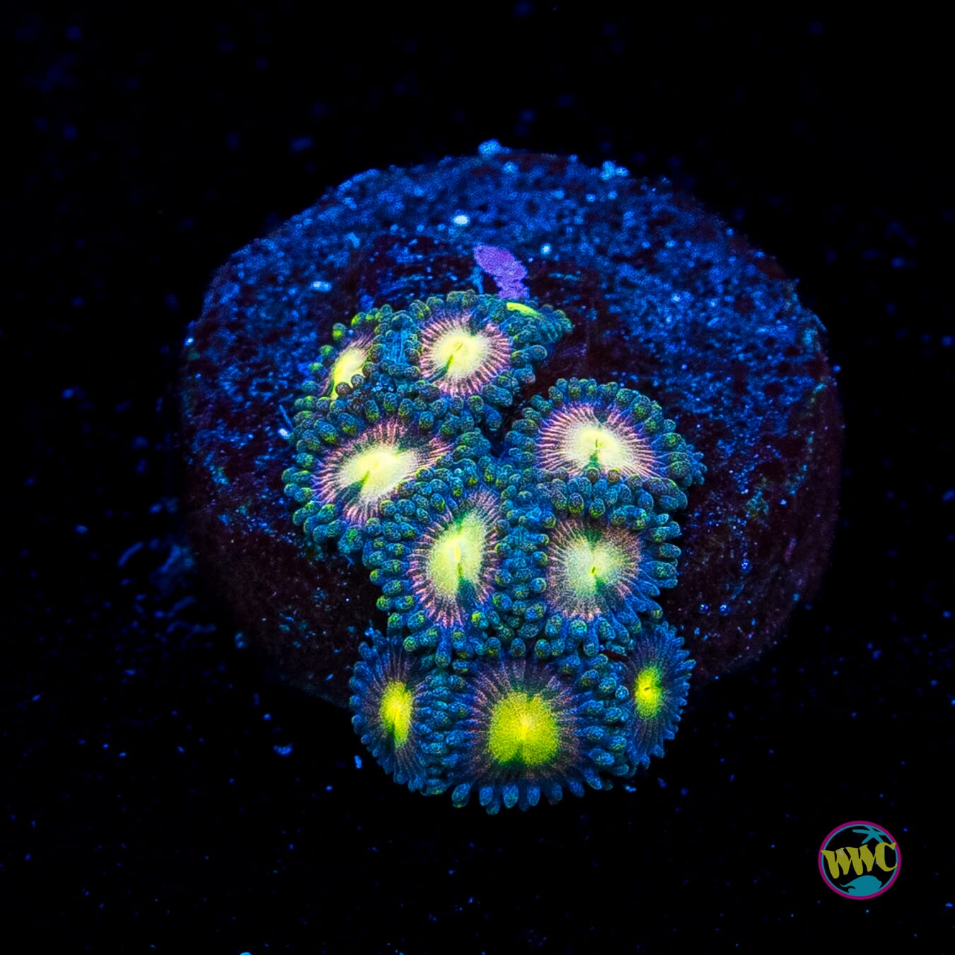 WWC Mystic Moon Zoanthids