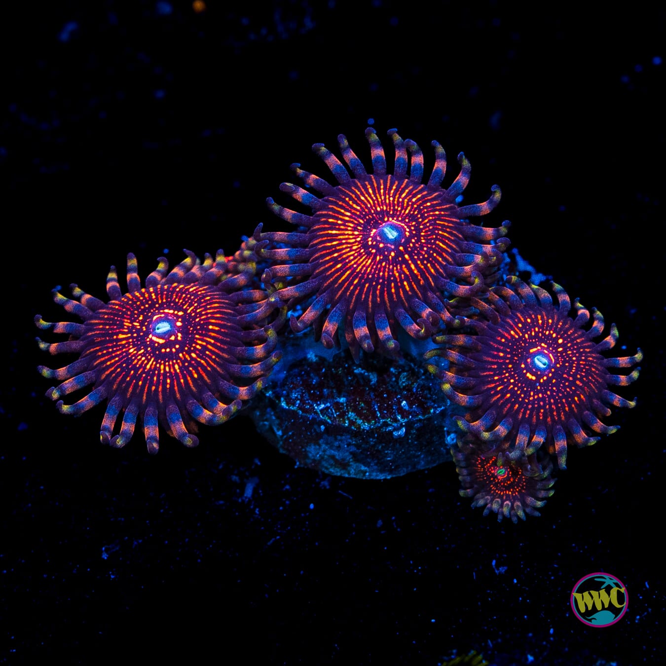 ARC Night Crawler Zoanthids