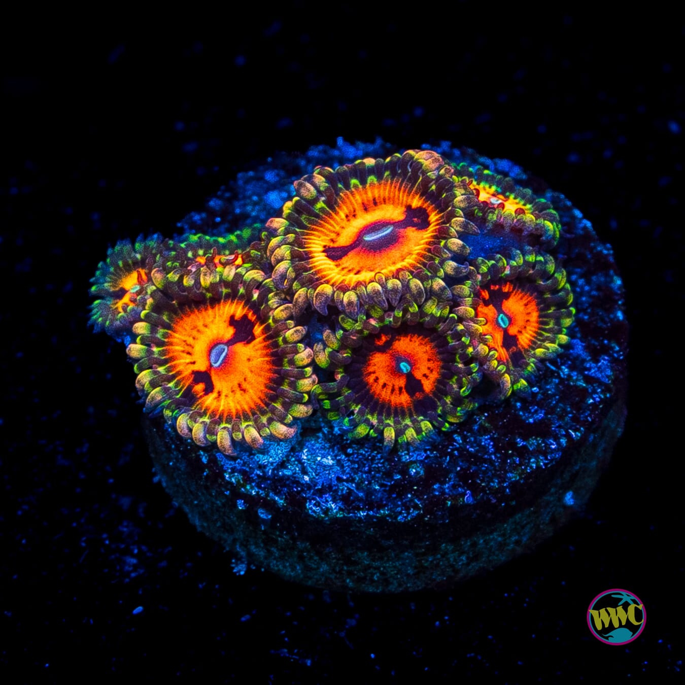 Bowtie Blaster Zoanthids