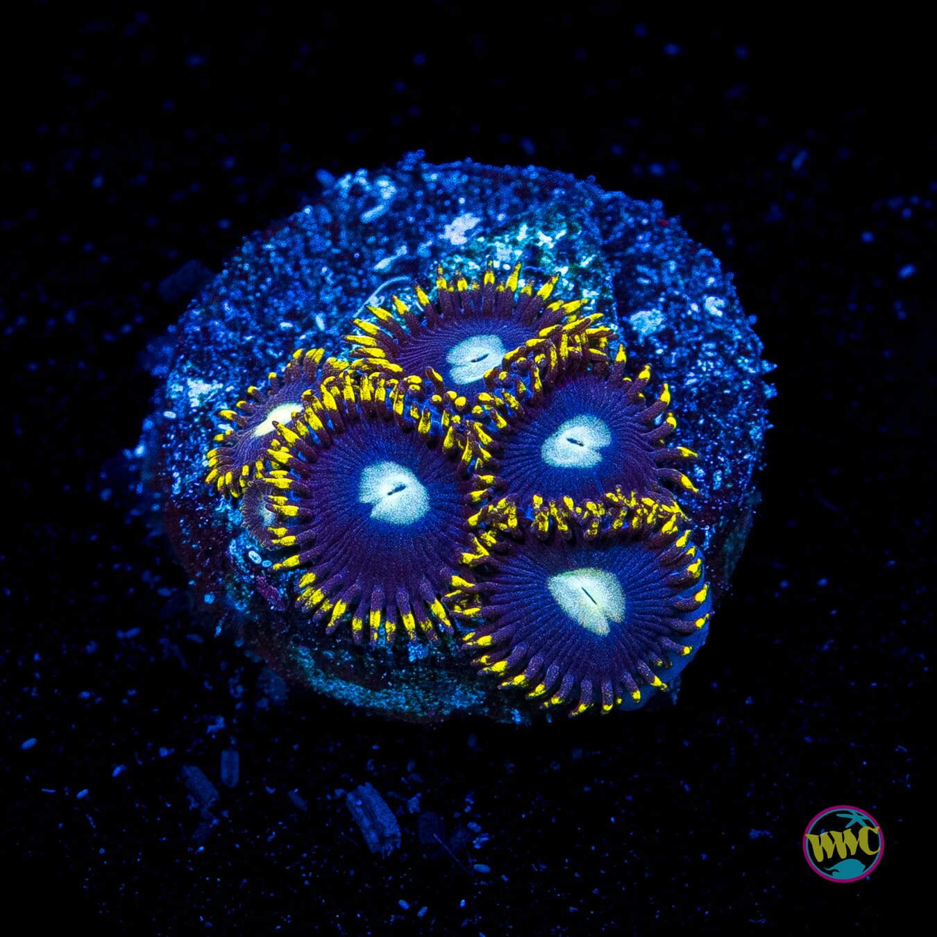 Frosted Hornet Zoanthids