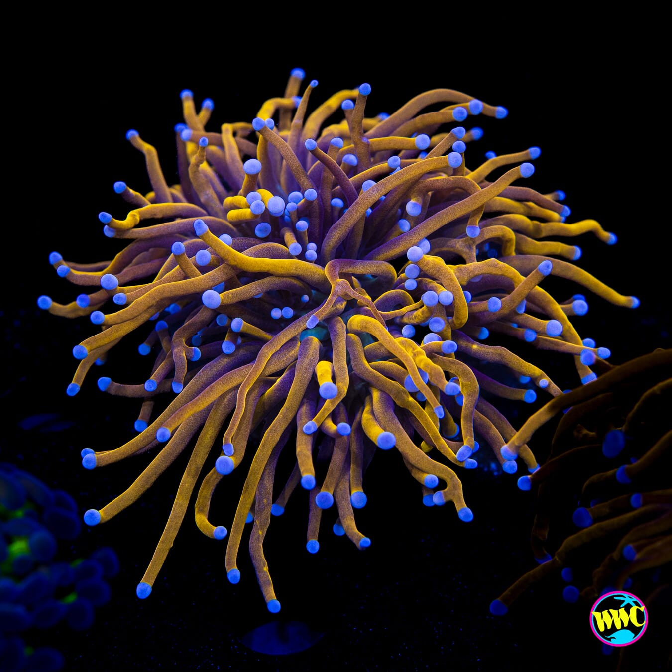 Indo Gold Torch