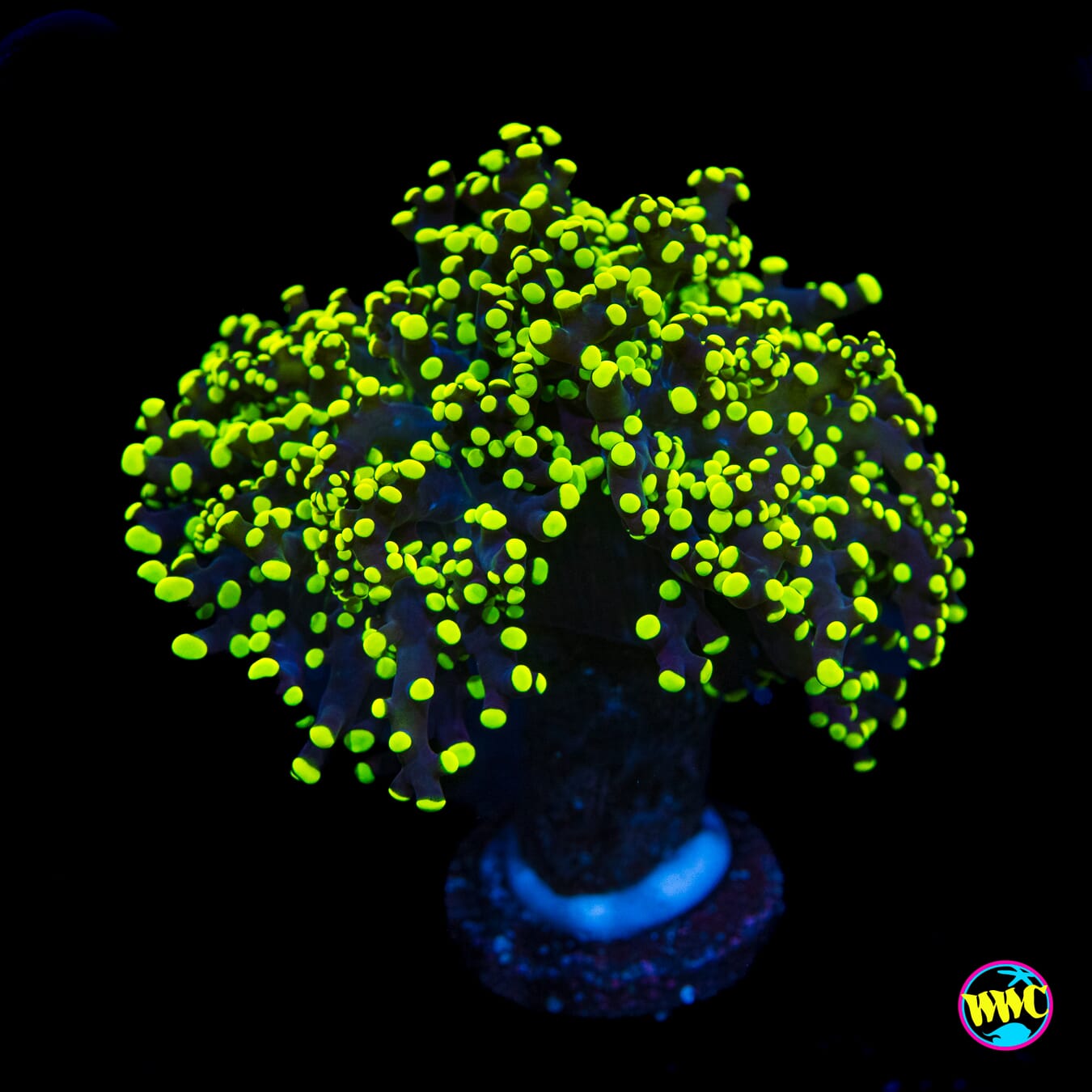 Glowbug Branching Frogspawn