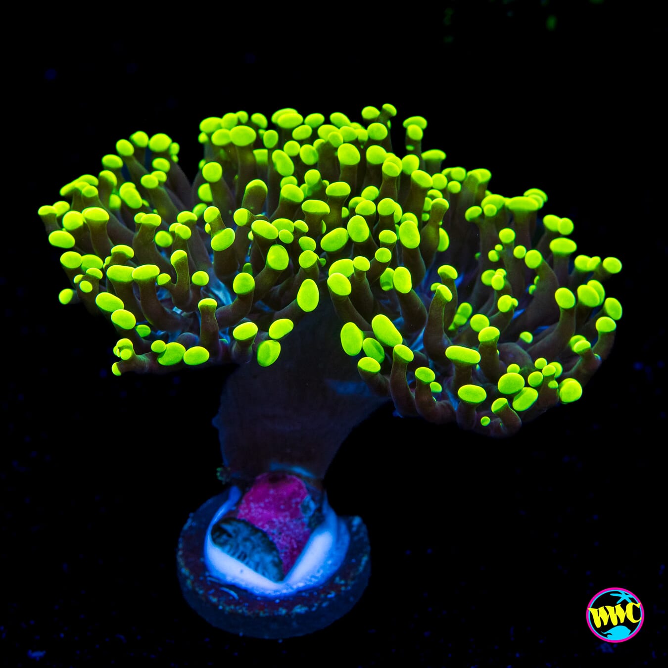 Neon Branching Frammer