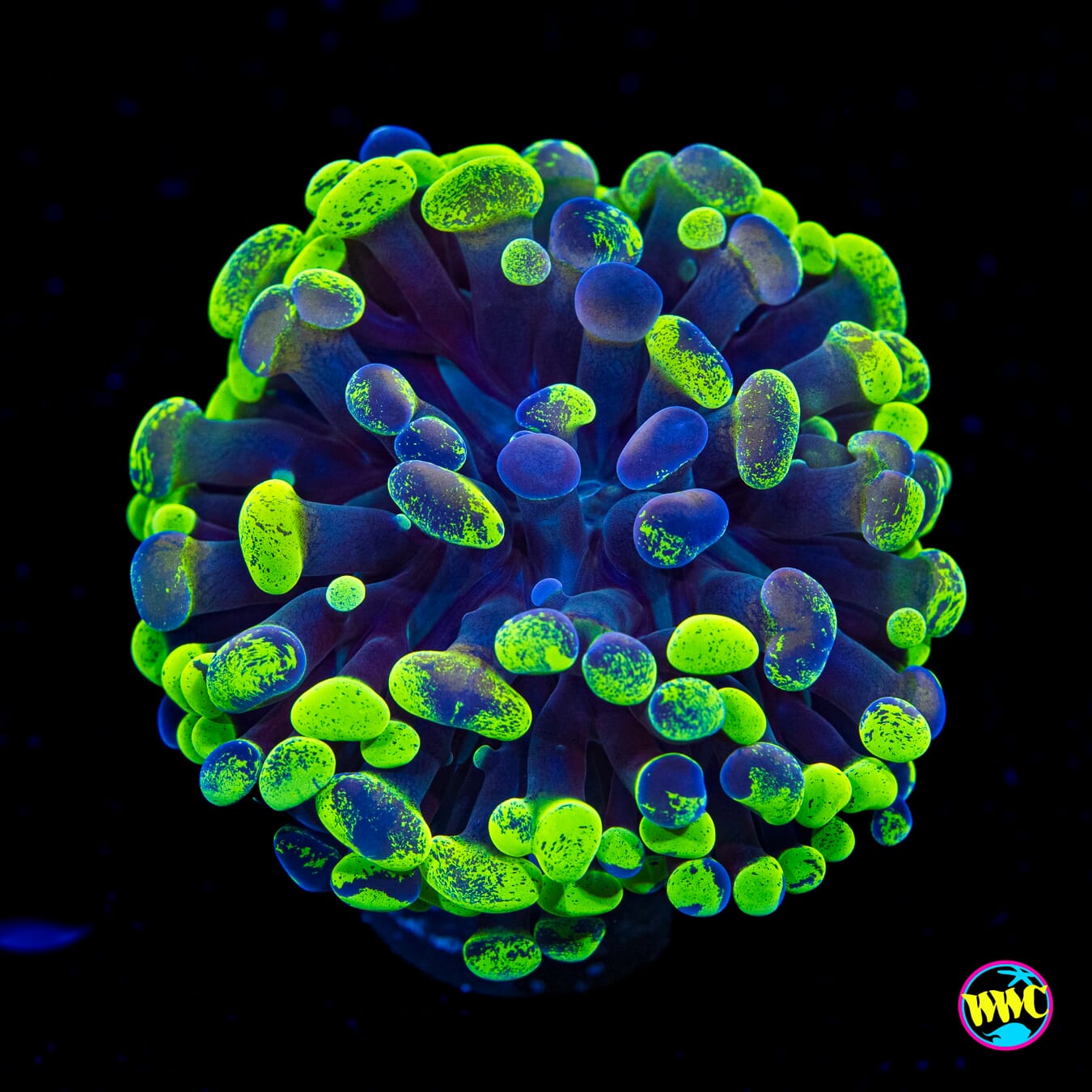 Splatter Branching Hammer