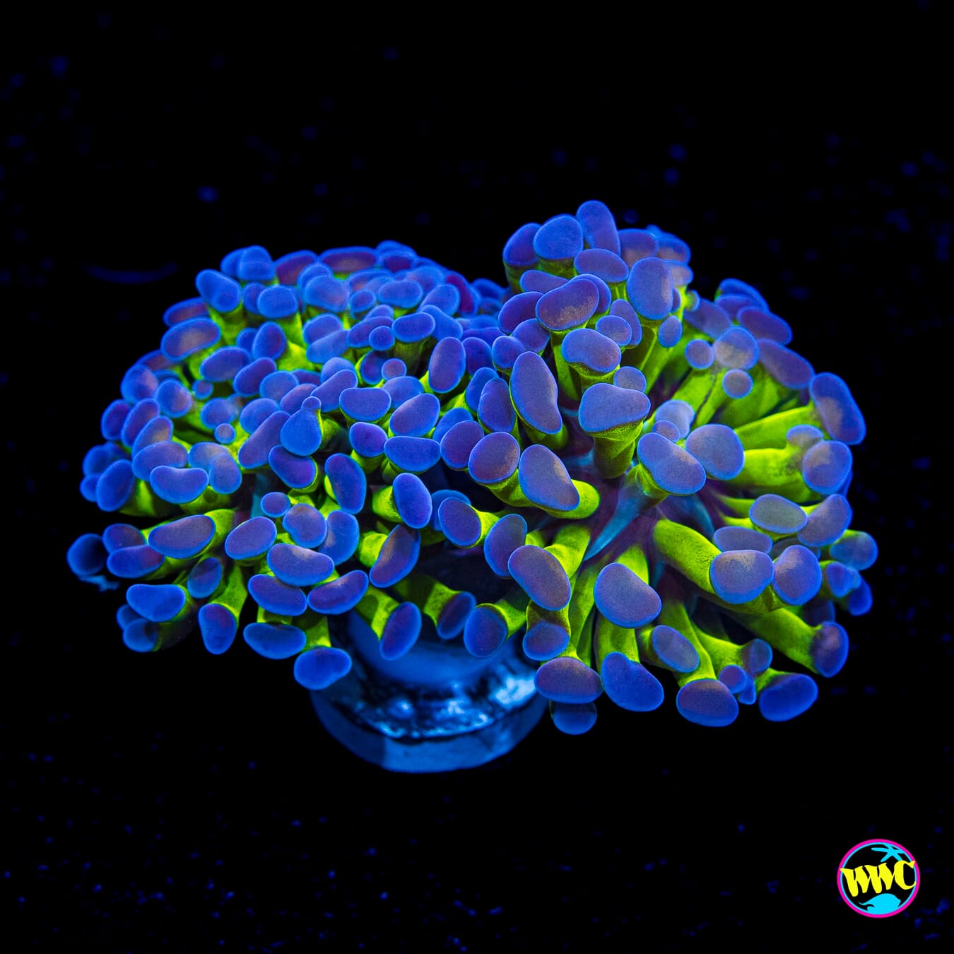 Bicolor Branching Hammer