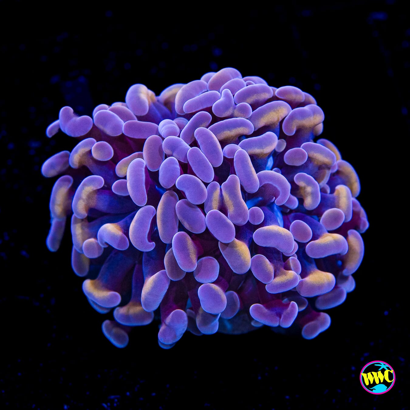 Peach Lavender Branching Hammer