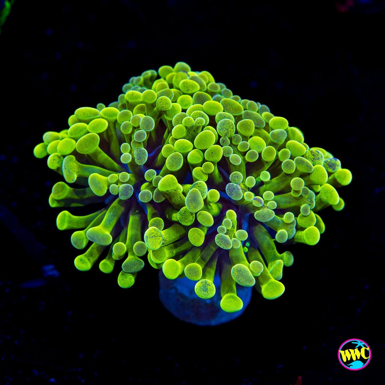 Sunrise Branching Frammer