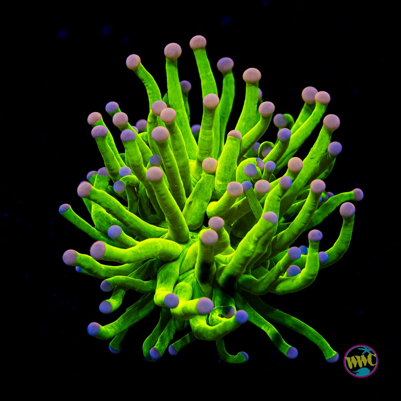 Ultimate Cotton Candy Torch