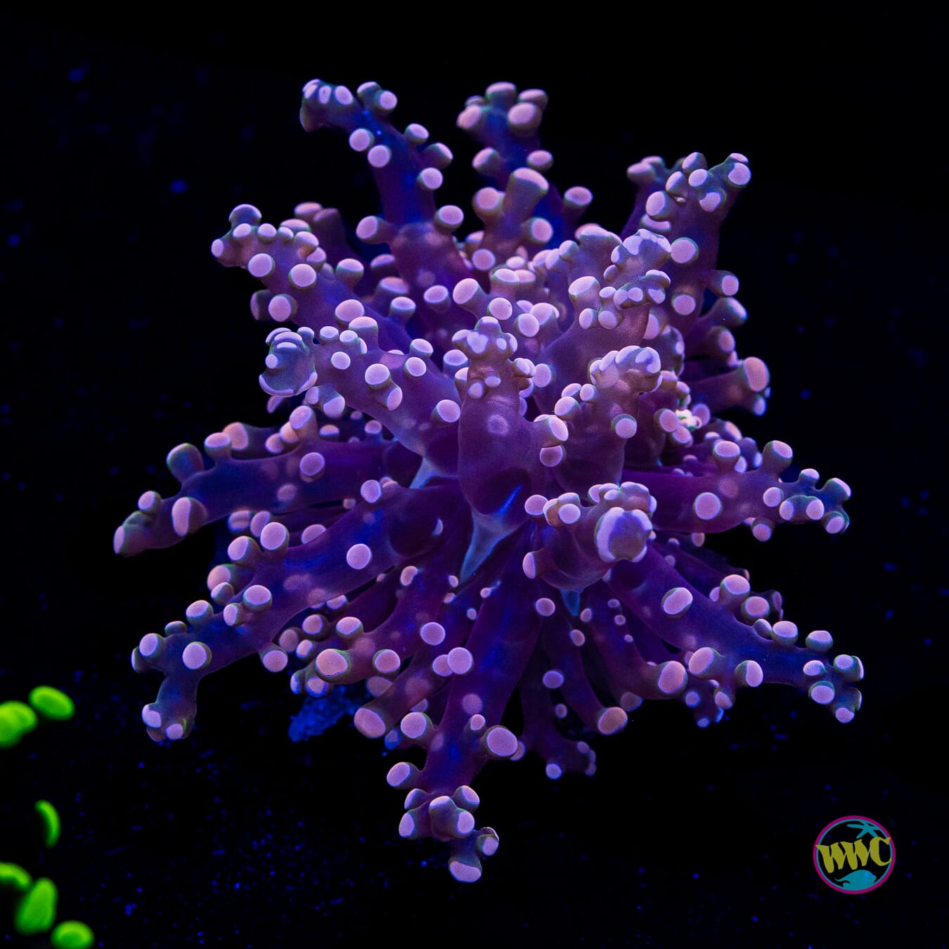 Peach Tipped Branching Frogspawn