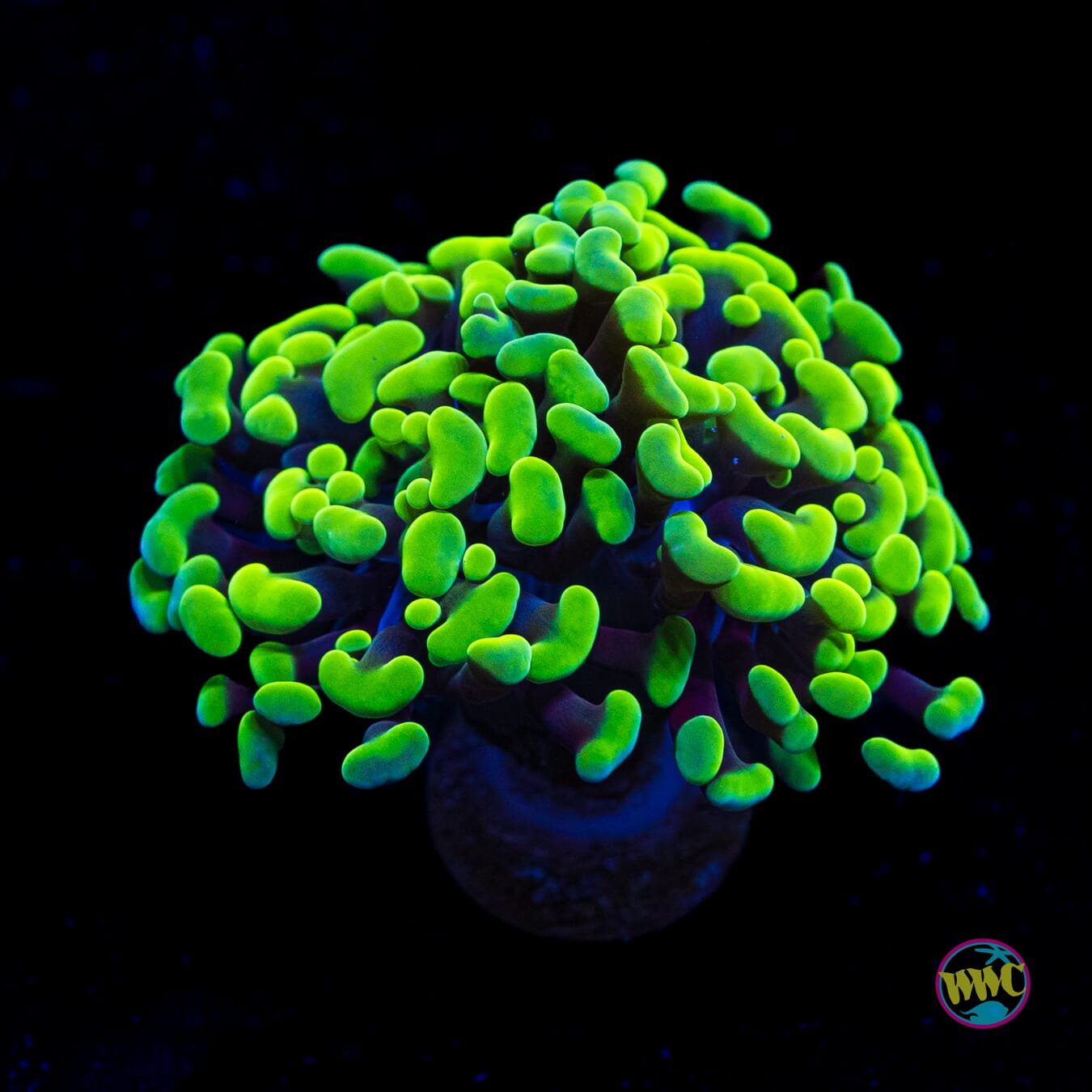 Radioactive Branching Hammer