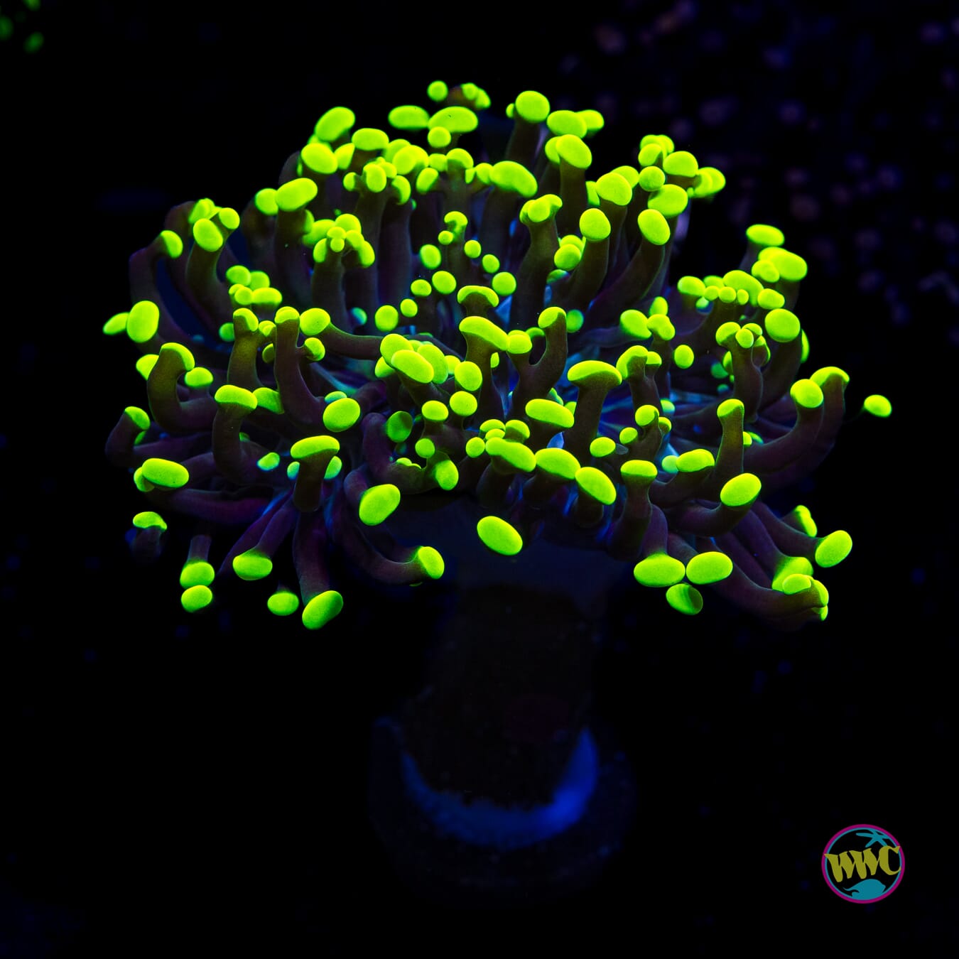 Toxic Branching Frammer