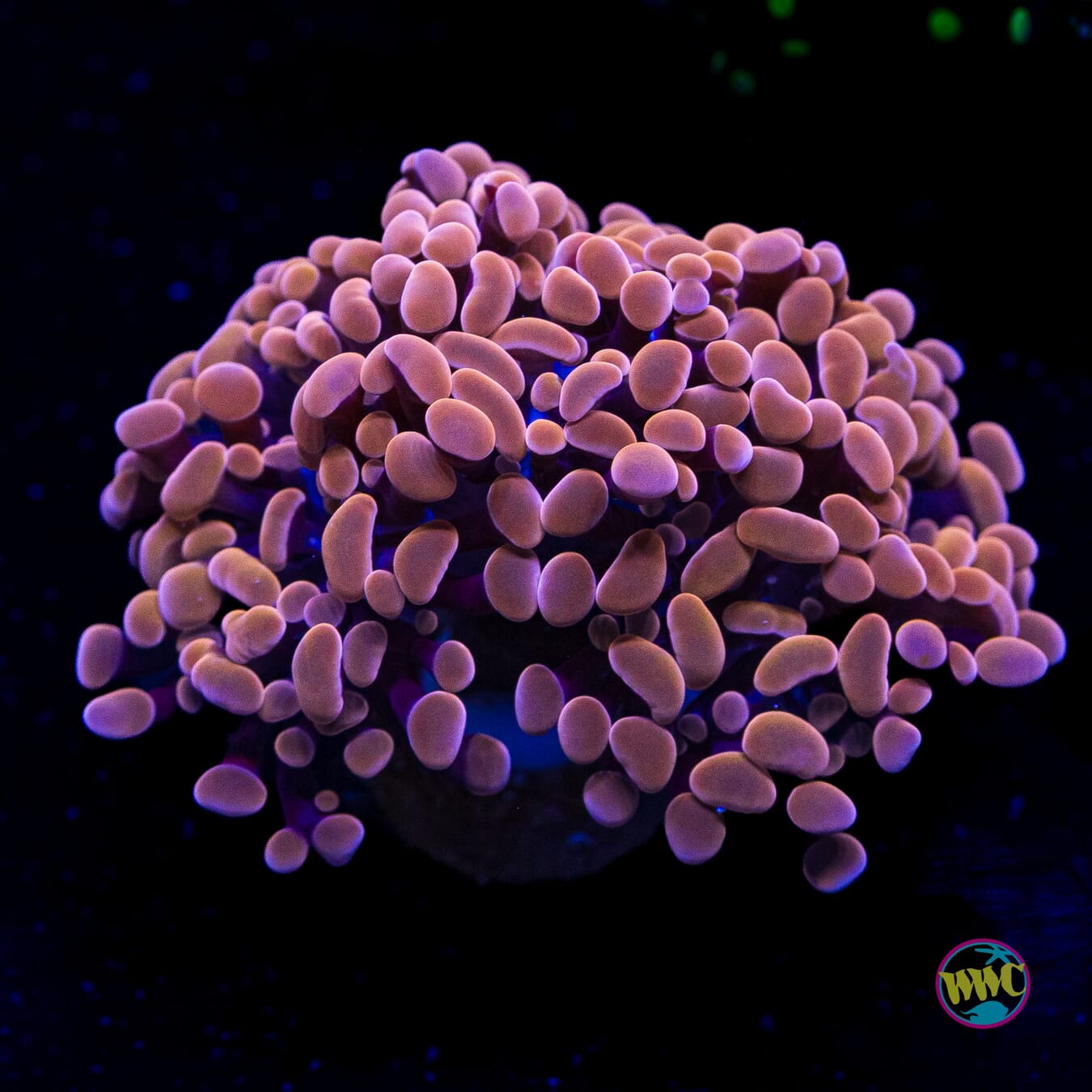 Coppertone Branching Hammer