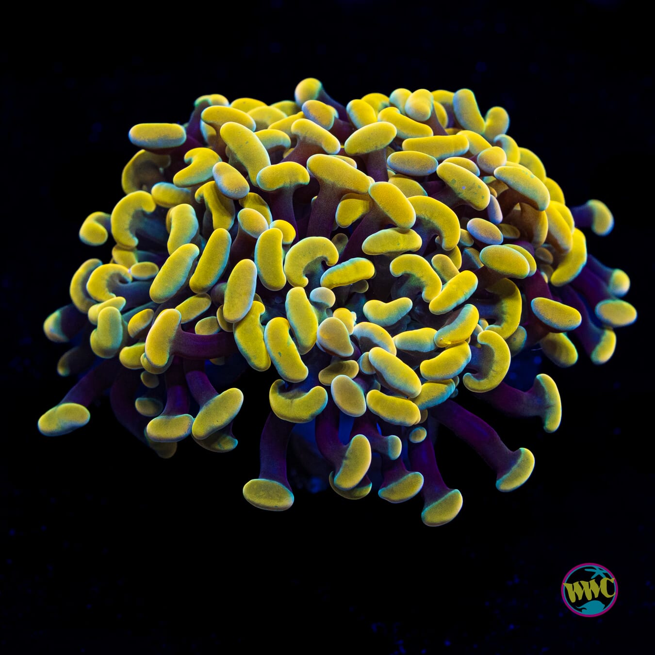 Gold Branching Hammer