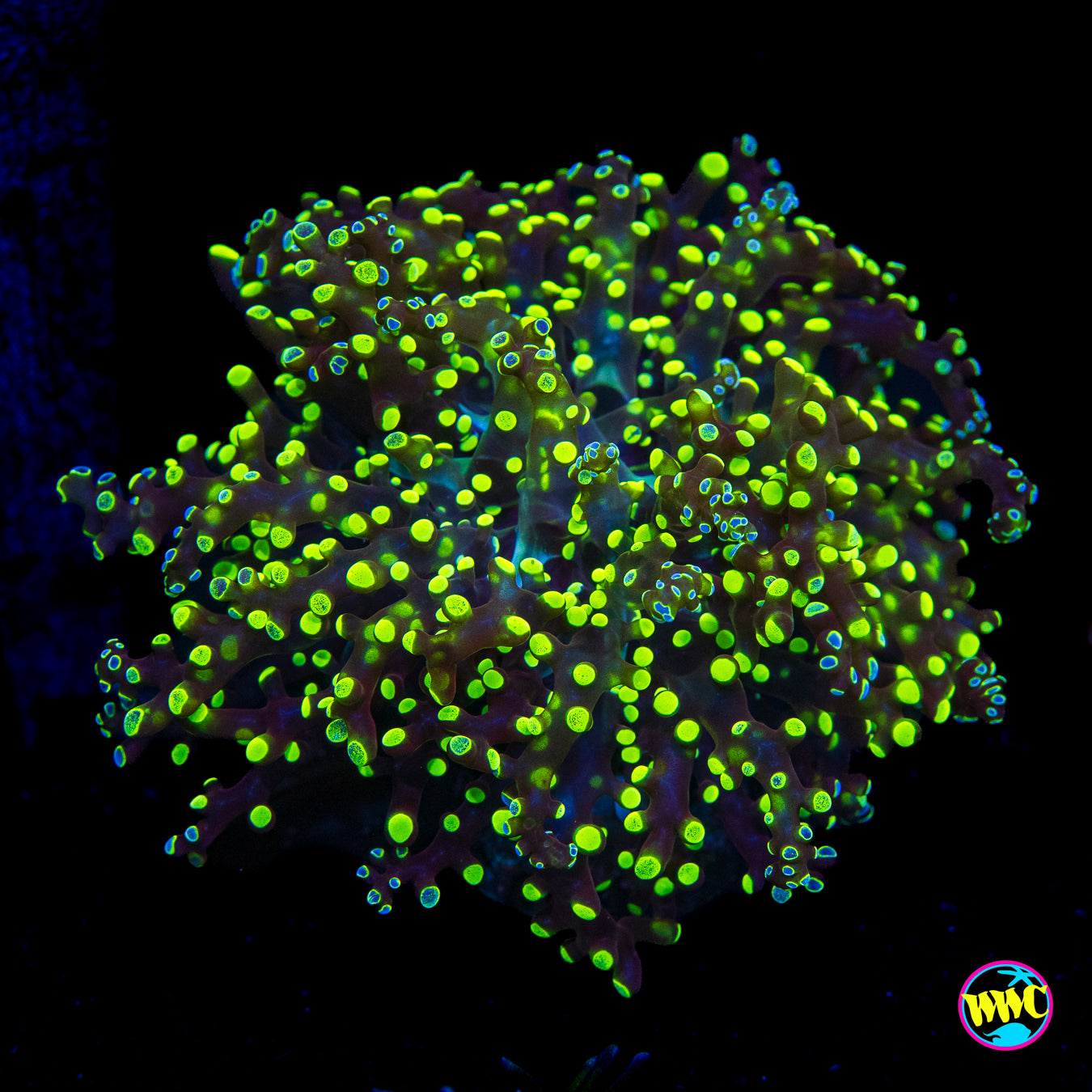 Splatter Tip Branching Frogspawn