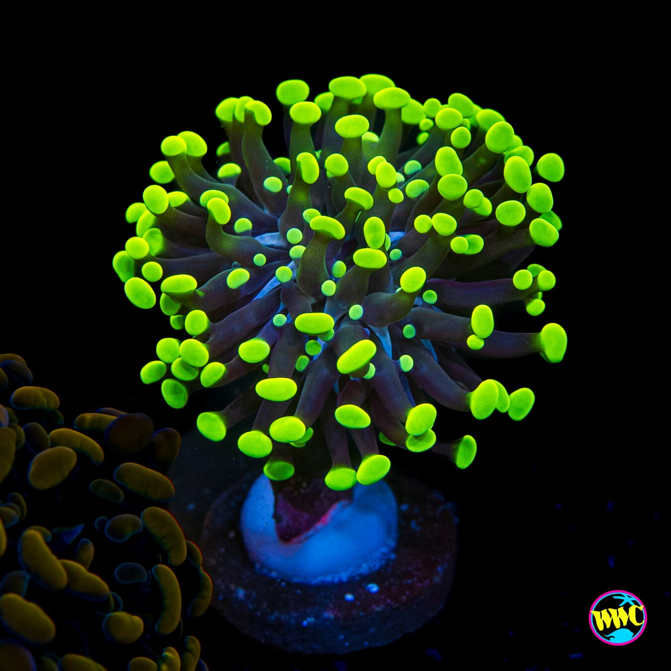 Neon Branching Frammer