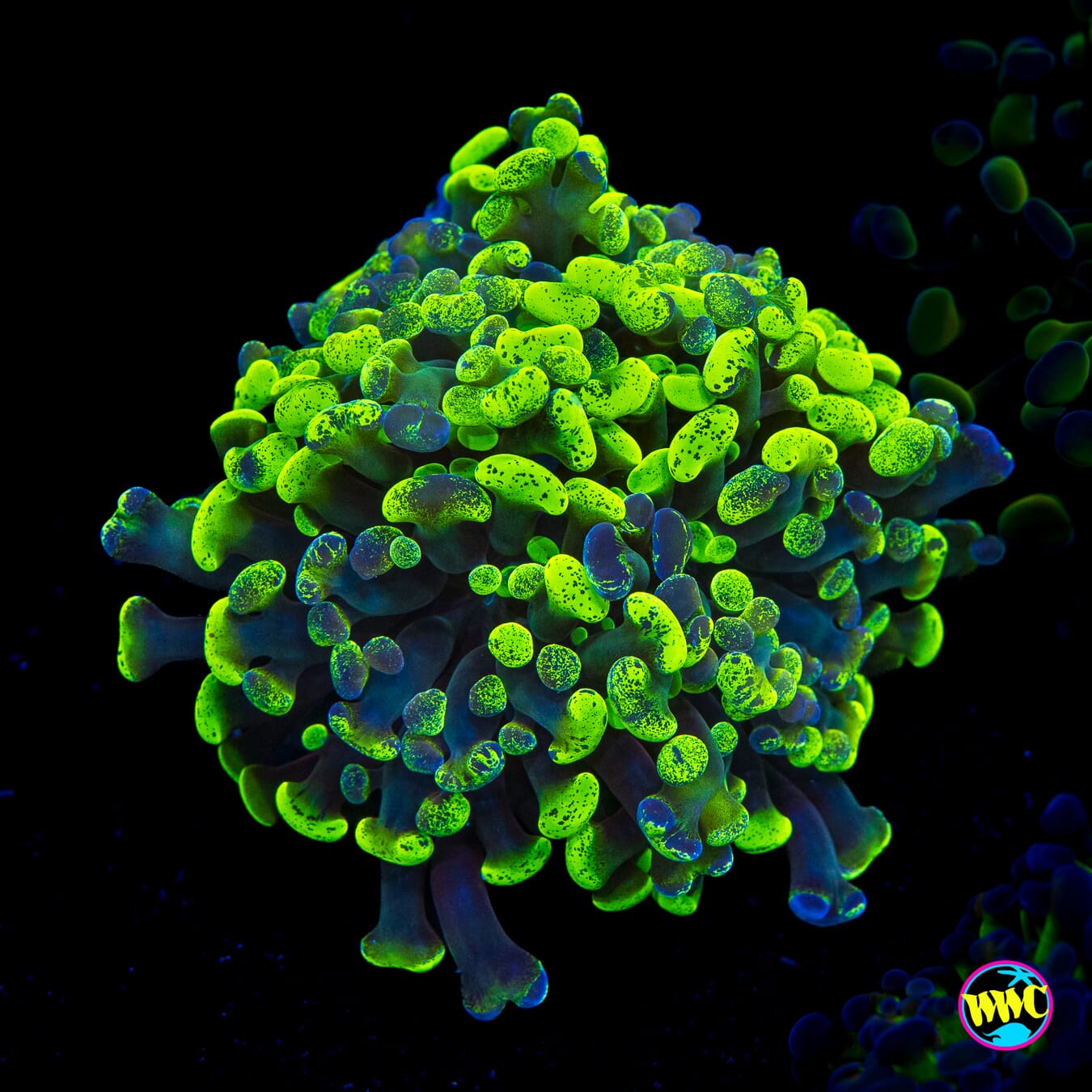 Ultra Splatter Branching Hammer