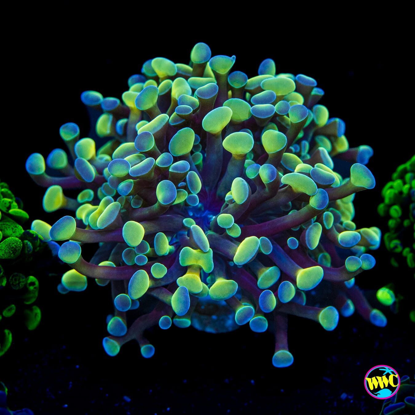 Aquarama Branching Hammer