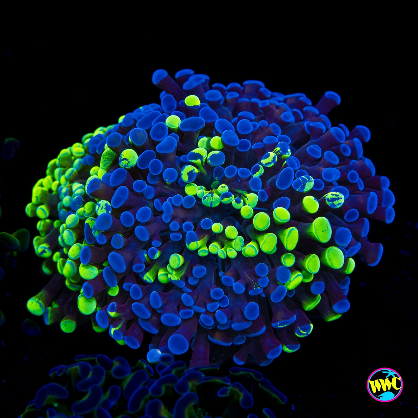 Bicolor Splatter Hammer