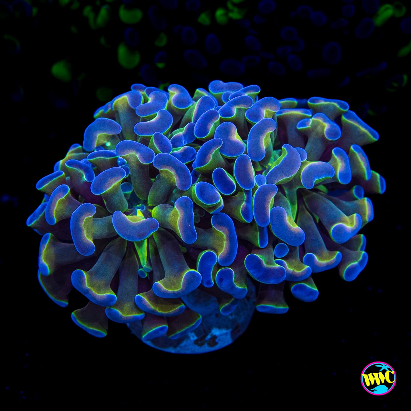 Hologram Branching Hammer