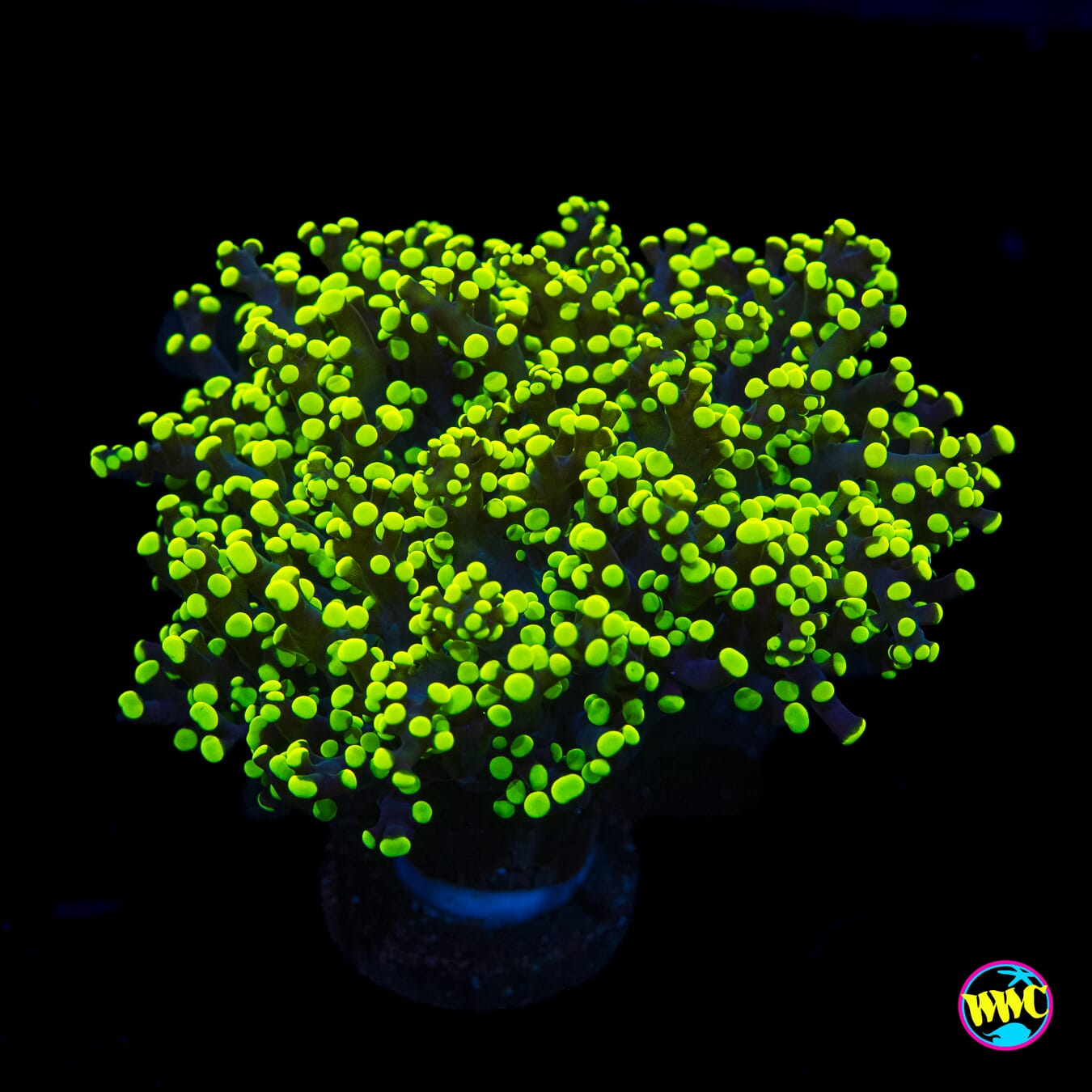 Glowbug Branching Frogspawn