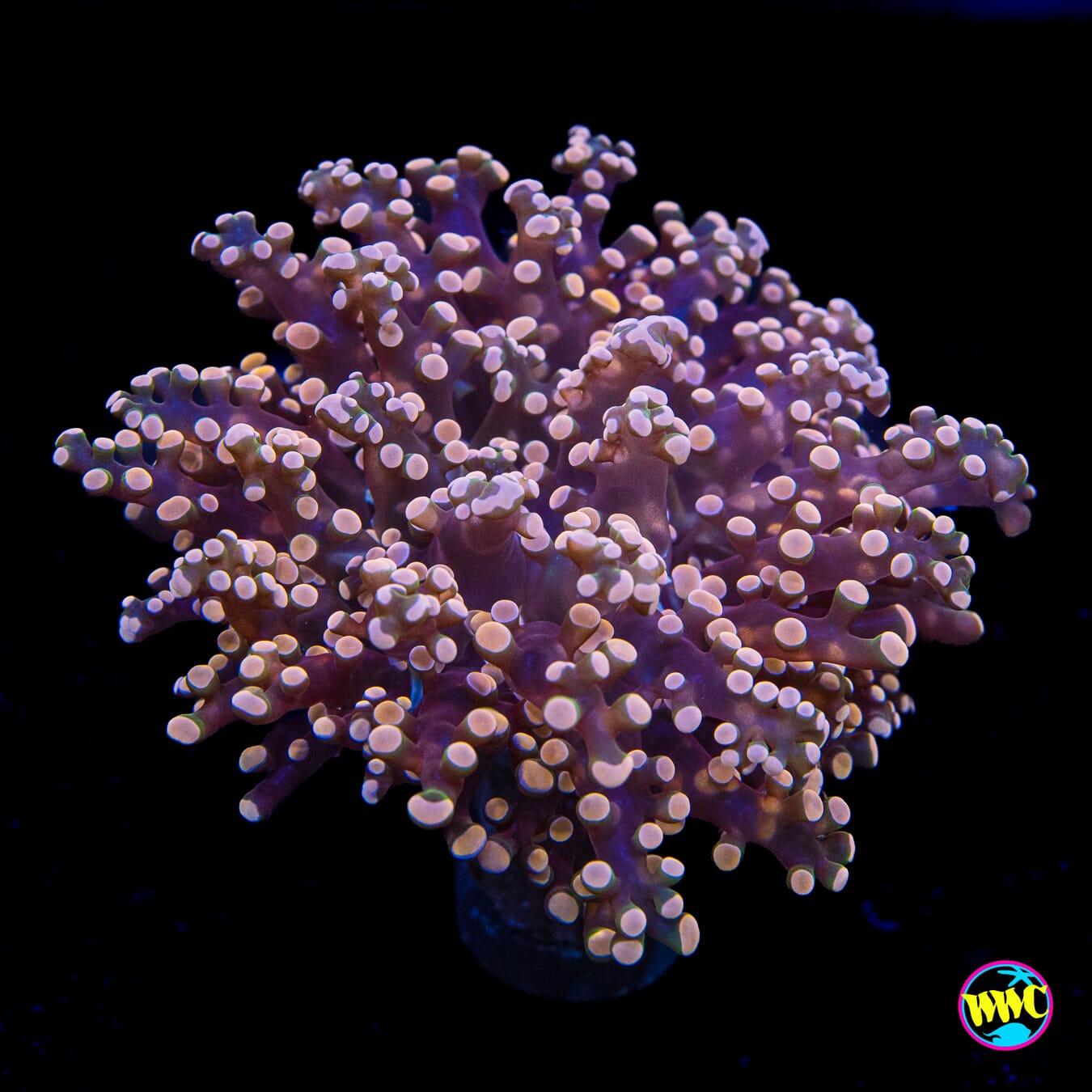 Peach Tipped Branching Frogspawn