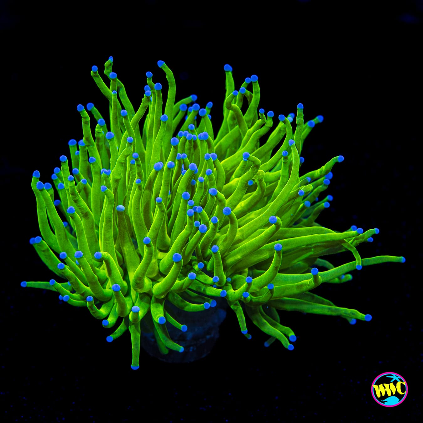 Blue Tipped Torch