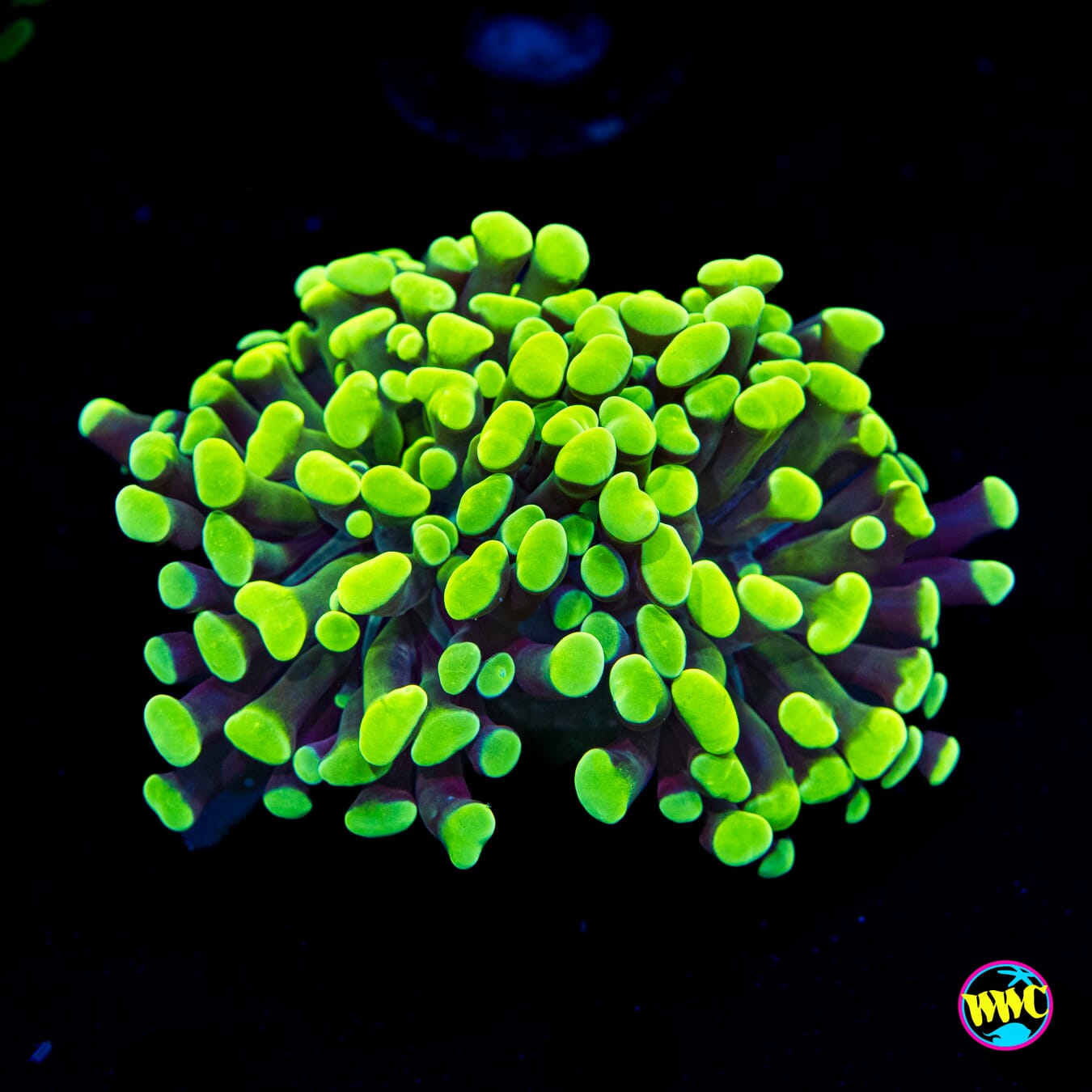 Neon Branching Frammer
