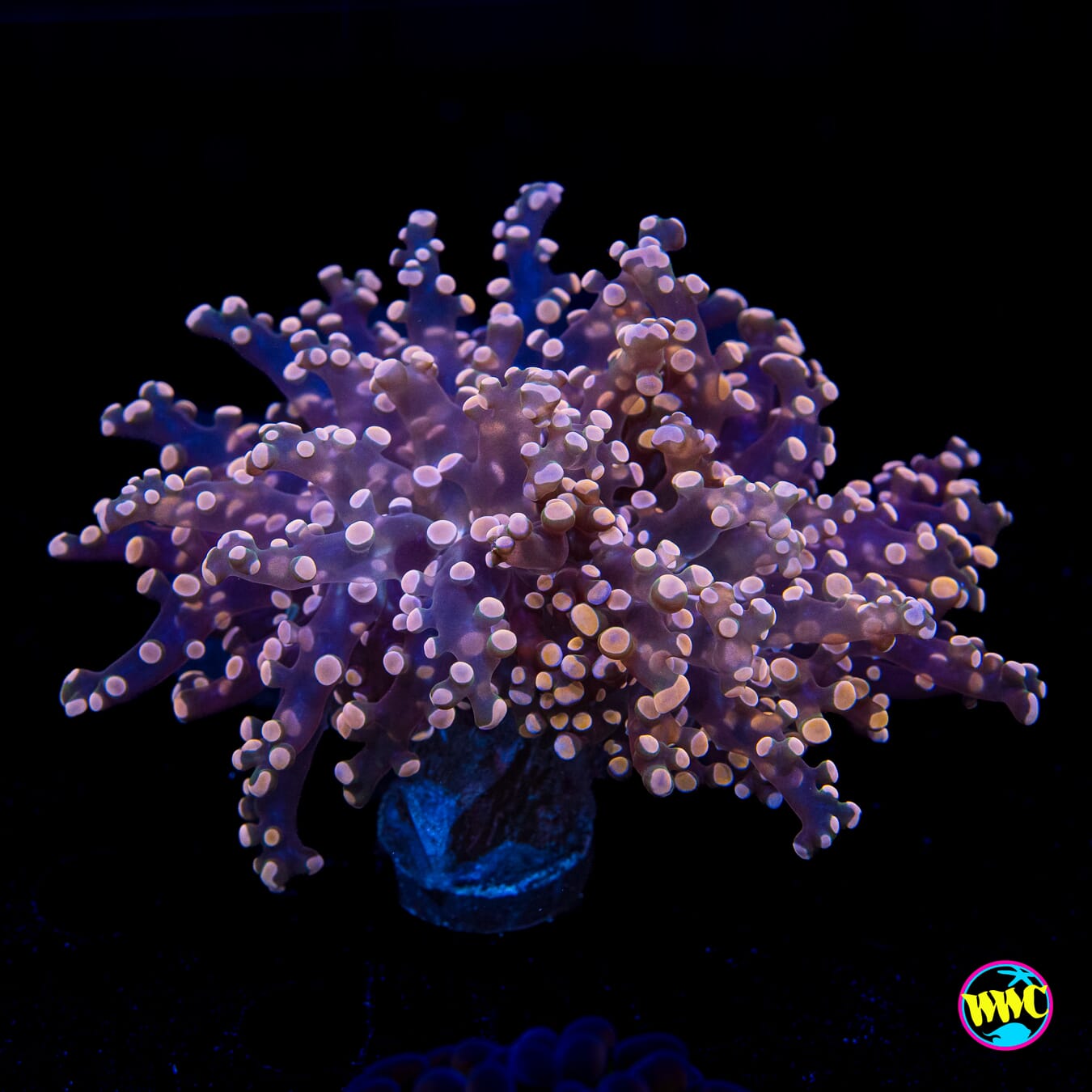 Peach Branching Frogspawn