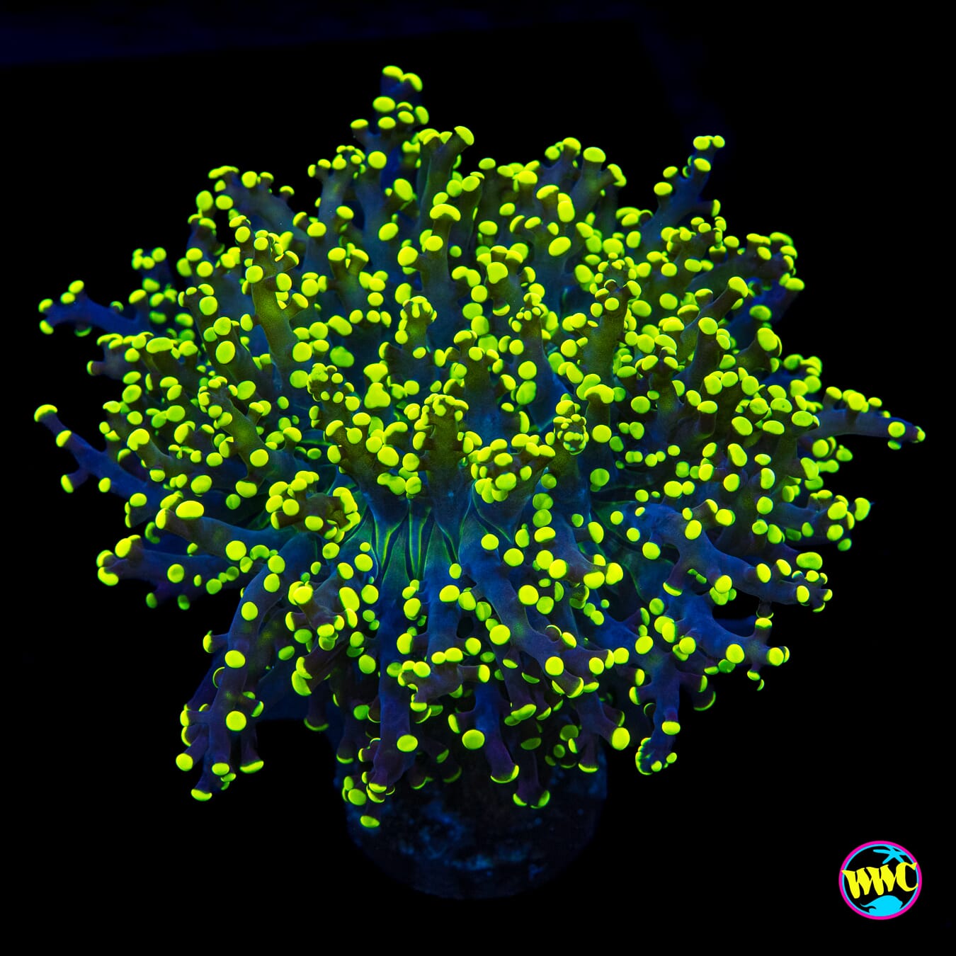 Glowbug Branching Frogspawn