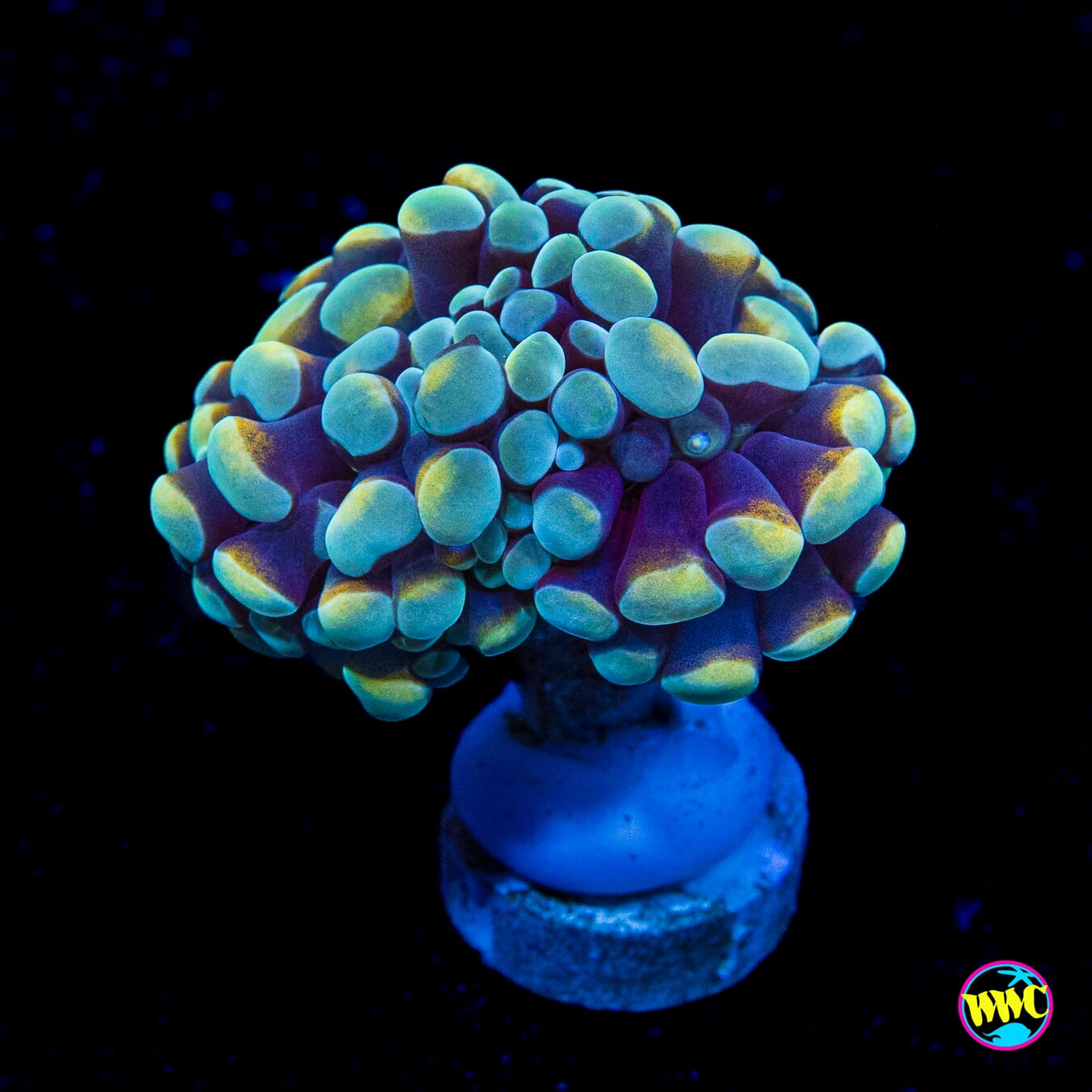 Aqua Gold Branching Hammer