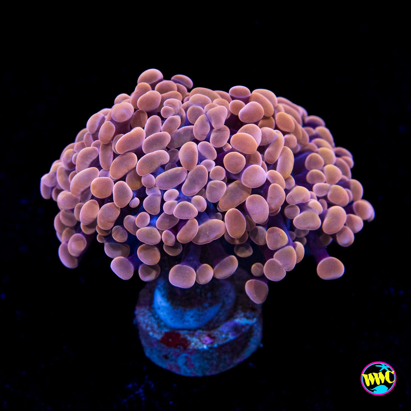 Blood Moon Branching Hammer