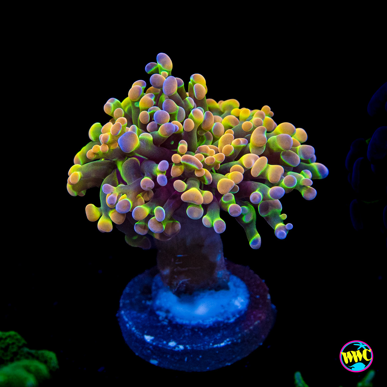 Holy Grail Branching Hammer