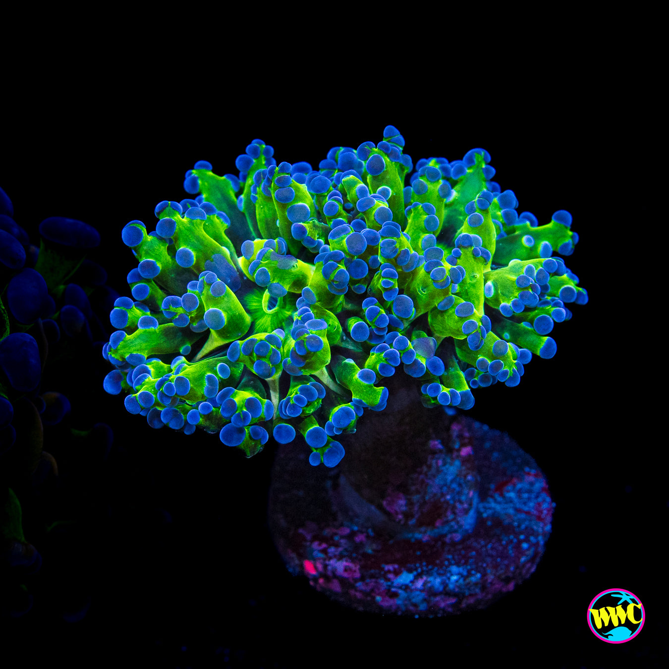 Bicolor Branching Frogspawn