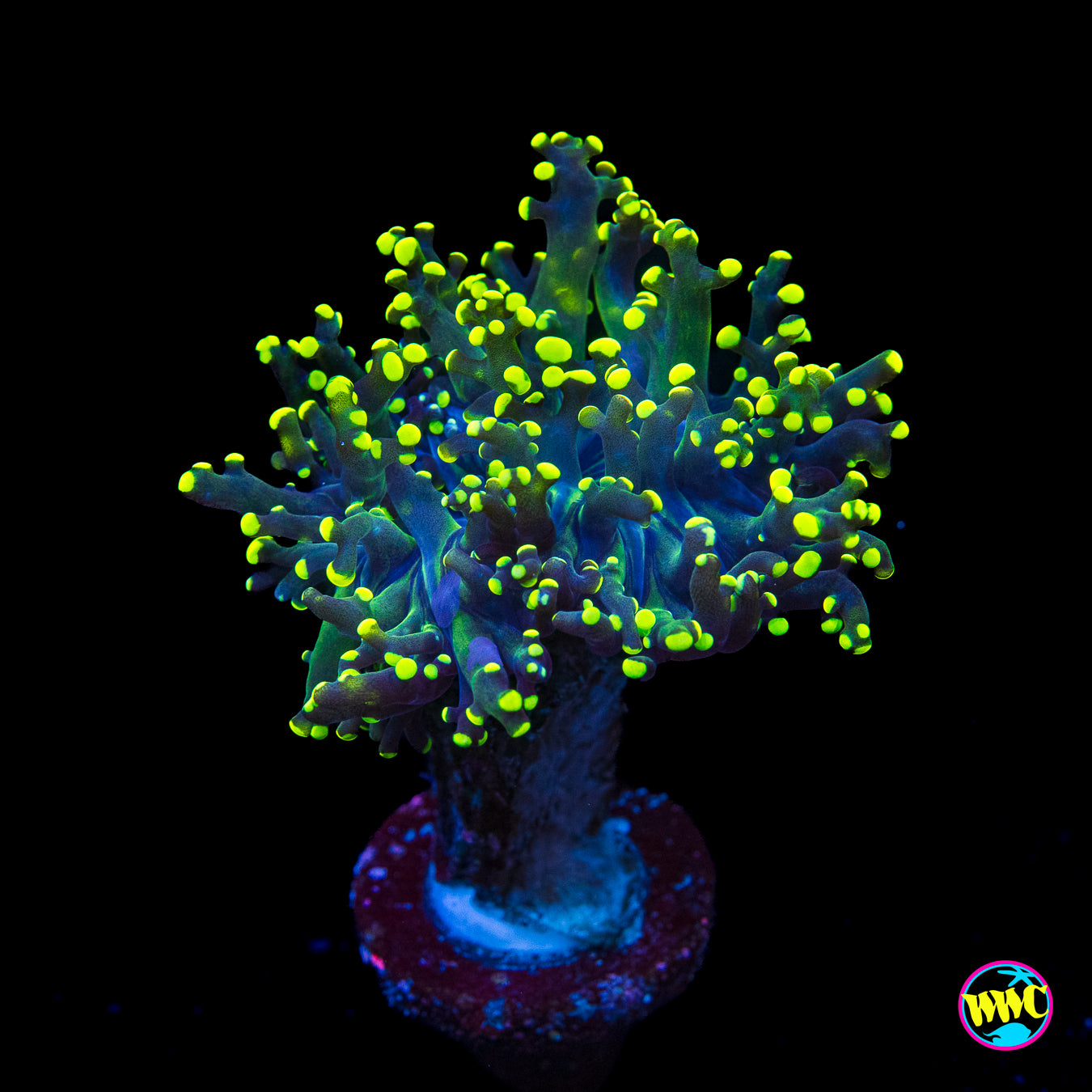 Glowbug Branching Frogspawn