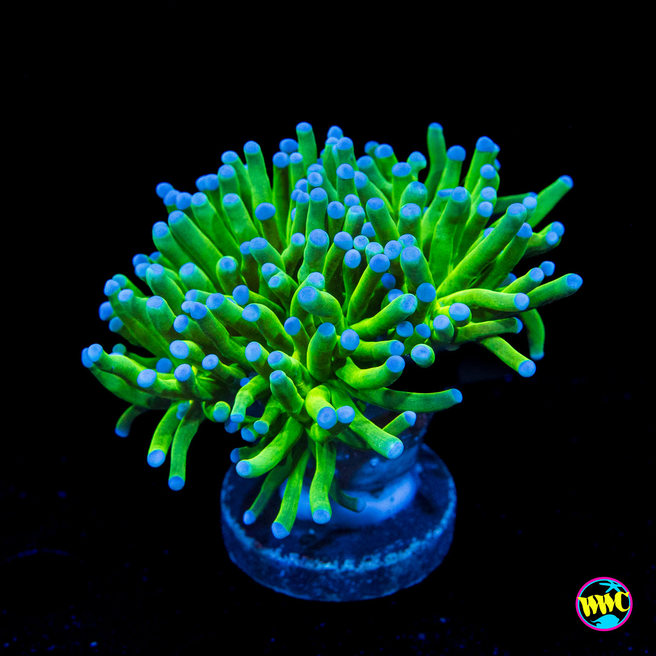Blue Tipped Torch