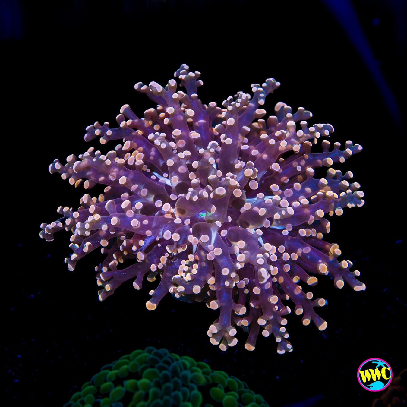 Peach Tipped Branching Frogspawn